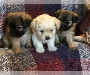 ShiChi Puppy for sale in MASTIC, NY, USA