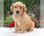 Image preview for Ad Listing. Nickname: Hazel