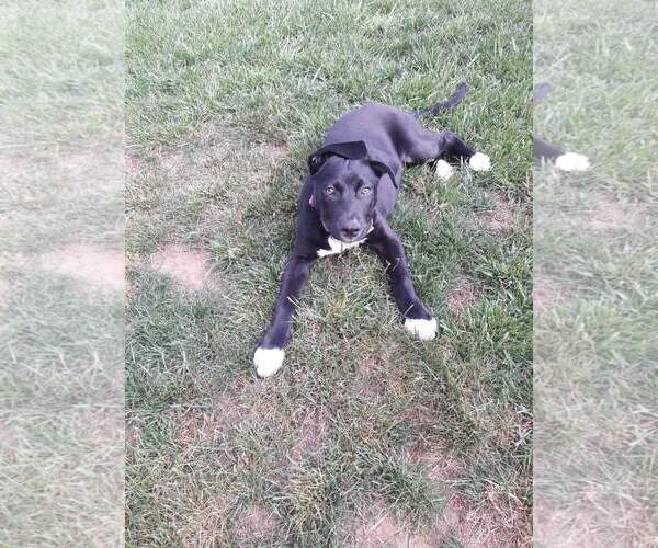 Medium Photo #20 German Shepherd Dog-Unknown Mix Puppy For Sale in Escondido, CA, USA