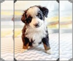 Puppy Puppy 2 Miniature Australian Shepherd