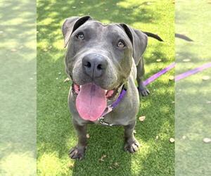 American Pit Bull Terrier Dogs for adoption in Santa Barbara, CA, USA
