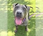 Small American Pit Bull Terrier