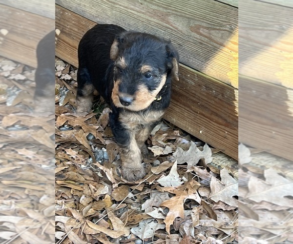 Medium Photo #6 Airedale Terrier Puppy For Sale in GILMER, TX, USA