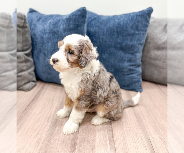 Medium Photo #13 Sheepadoodle Puppy For Sale in MILLERSBURG, OH, USA