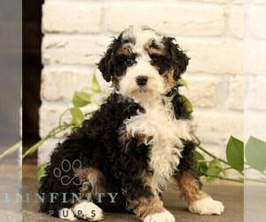 Bernedoodle (Miniature) Puppy for sale in NARVON, PA, USA