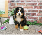 Small #9 Bernese Mountain Dog
