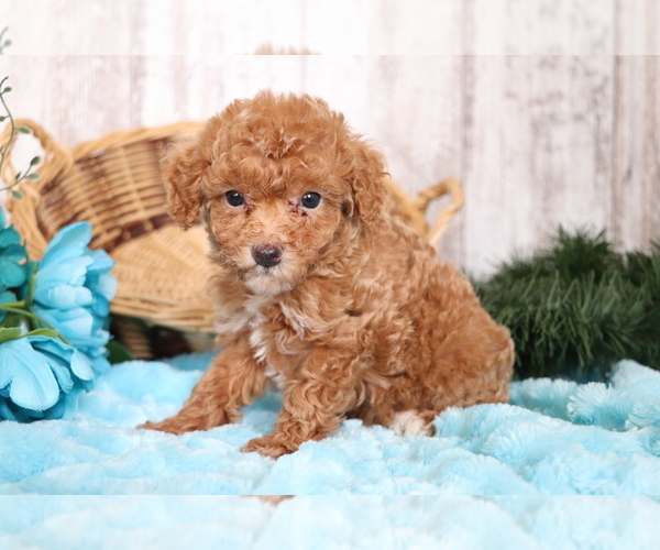 Full screen Photo #3 Poodle (Miniature) Puppy For Sale in SHILOH, OH, USA