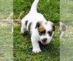 Small #4 Russell Terrier