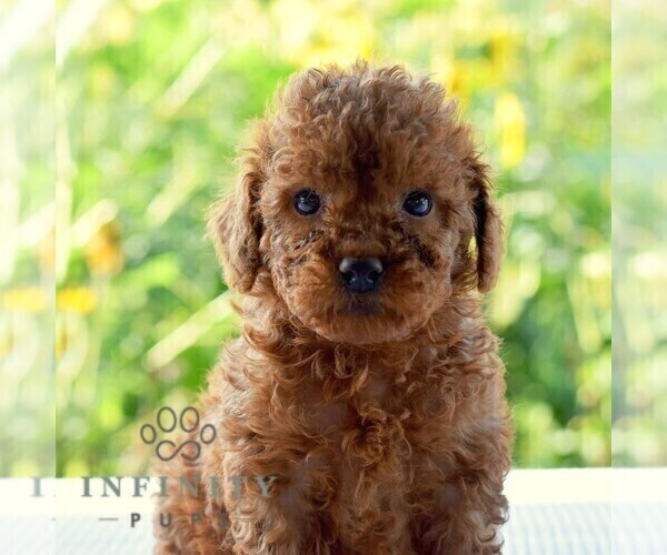 Medium Photo #5 Goldendoodle (Miniature) Puppy For Sale in SUNBURY, PA, USA