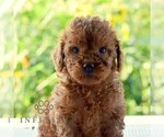 Small Photo #5 Goldendoodle (Miniature) Puppy For Sale in SUNBURY, PA, USA