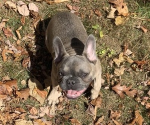 French Bulldog Puppy for sale in HOLLY RIDGE, NC, USA