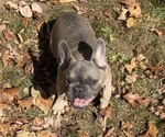 Small Photo #1 French Bulldog Puppy For Sale in HOLLY RIDGE, NC, USA