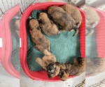 Small Photo #2 Soft Coated Wheaten Terrier Puppy For Sale in MARIETTA, GA, USA