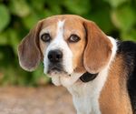 Taylor - Female Beagle Dog for Adoption - Small photo