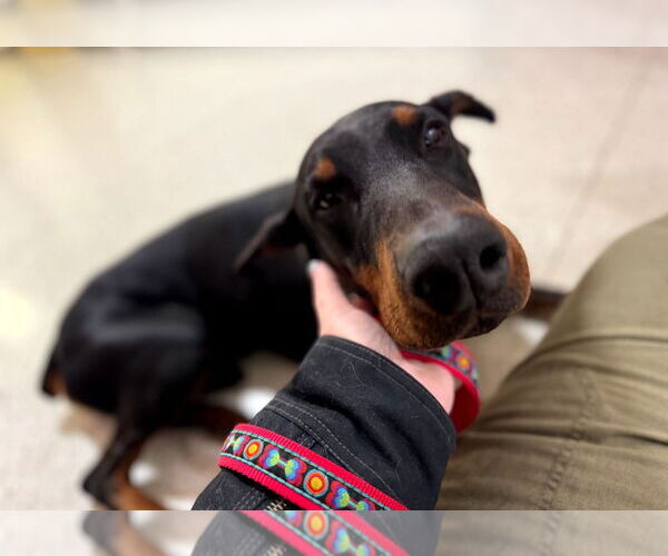 Medium Photo #8 Doberman Pinscher Puppy For Sale in Buffalo, MN, USA
