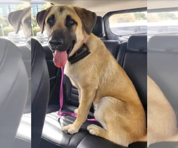 Medium Photo #5 Anatolian Shepherd Puppy For Sale in Pompano Beach , FL, USA