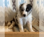 Small #3 Shetland Sheepdog