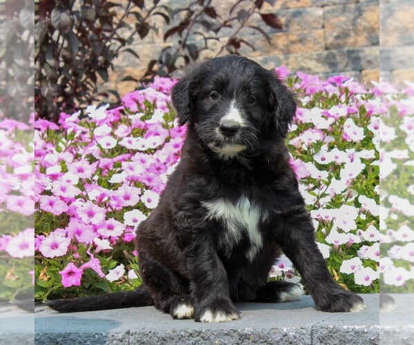 Medium Photo #2 Shepadoodle Puppy For Sale in HONEY BROOK, PA, USA