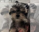 Small Shih Tzu Mix