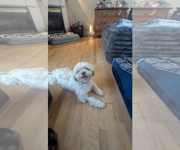 Medium Photo #2 Shih Tzu-Unknown Mix Puppy For Sale in Morganville, NJ, USA