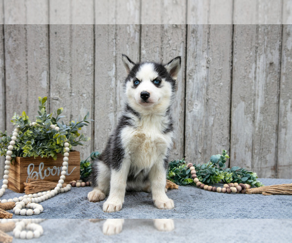 Medium Photo #2 Siberian Husky Puppy For Sale in LANCASTER, PA, USA