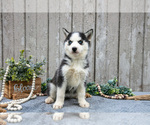 Small Photo #15 Siberian Husky Puppy For Sale in LANCASTER, PA, USA