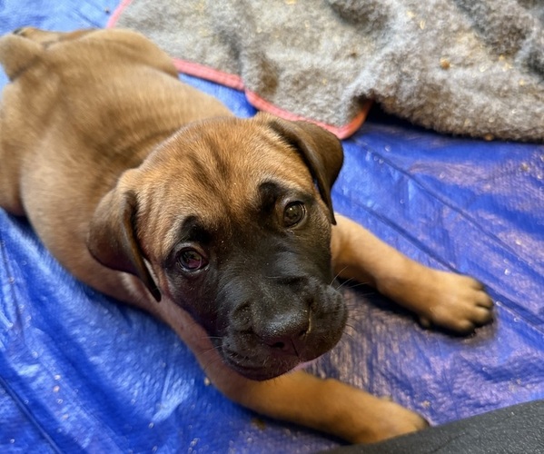 Medium Photo #3 Boerboel Puppy For Sale in harrisburg, NC, USA