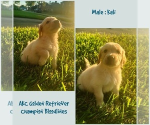 Golden Retriever Puppy for sale in SUGAR LAND, TX, USA