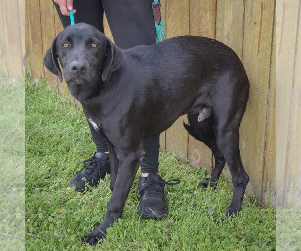 Medium Photo #3 Unknown-Weimaraner Mix Puppy For Sale in Huntley, IL, USA