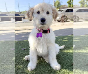 Poodle (Standard)-Unknown Mix Dogs for adoption in Corona, CA, USA