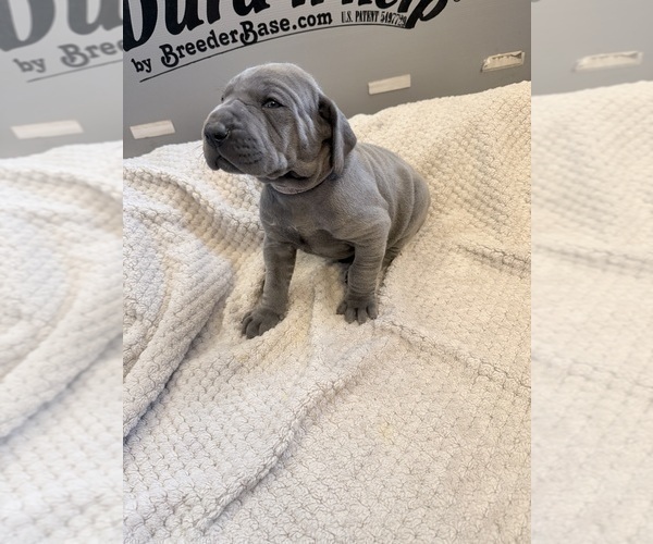 Medium Photo #1 Great Dane Puppy For Sale in OLATHE, CO, USA