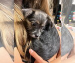 Small #2 Mutt