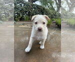 Small #4 Huskies -Labrador Retriever Mix