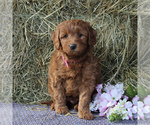 Small Photo #7 Labradoodle-Poodle (Miniature) Mix Puppy For Sale in LANCASTER, PA, USA