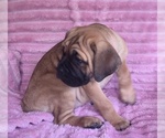 Small #13 Cane Corso