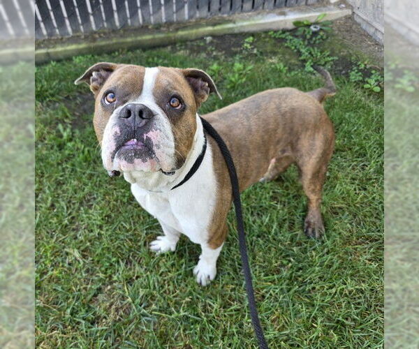 Medium Photo #1 American Bulldog-Unknown Mix Puppy For Sale in Long Beach, CA, USA