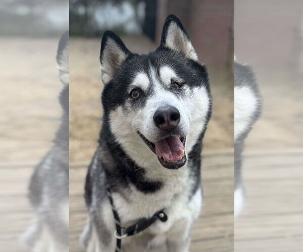 Medium Photo #1 Siberian Husky Puppy For Sale in Matawan, NJ, USA