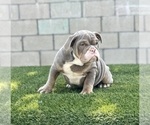 Small Photo #9 English Bulldog Puppy For Sale in UNIVERSAL CITY, CA, USA