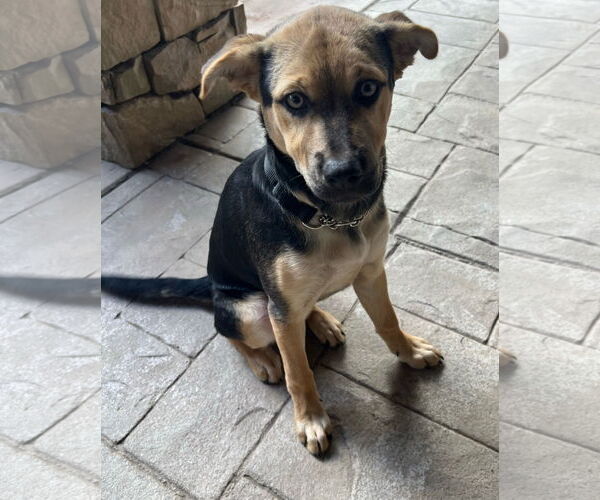 Medium Photo #11 Beagle-Unknown Mix Puppy For Sale in Escondido, CA, USA