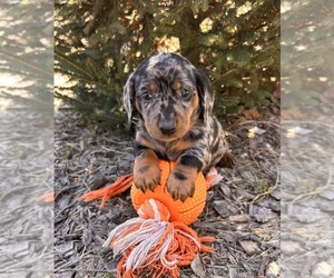 Dachshund Puppy for sale in MIDDLEBURY, IN, USA
