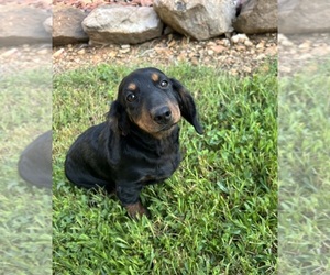Dachshund Puppy for sale in STELLA, MO, USA