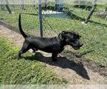 Small #1 American Pit Bull Terrier-Dachshund Mix