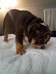 Small Photo #2 Bulldog Puppy For Sale in SAN DIEGO, CA, USA