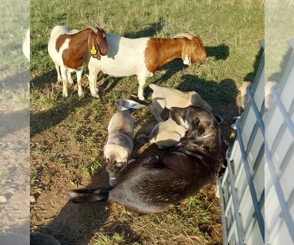 Medium Photo #1 Anatolian Shepherd Puppy For Sale in ELK FALLS, KS, USA