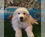 Small Great Pyrenees