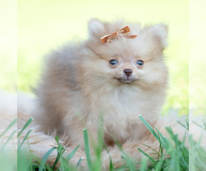 Medium Pomeranian