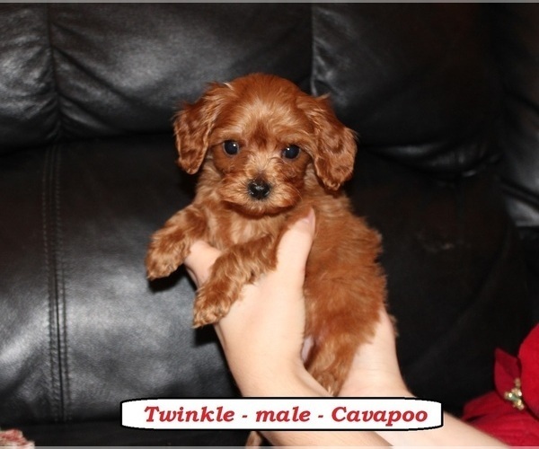 Medium Photo #1 Cavapoo (Miniature) Puppy For Sale in CLARKRANGE, TN, USA