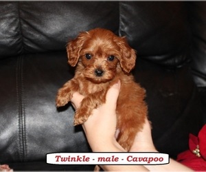 Cavapoo (Miniature) Puppy for sale in CLARKRANGE, TN, USA