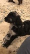 Small Photo #10 Aussiedoodle-Poodle (Standard) Mix Puppy For Sale in ENTERPRISE, AL, USA