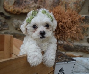 Poodle (Miniature)-Shorkie Tzu Mix Puppy for sale in HONEY BROOK, PA, USA